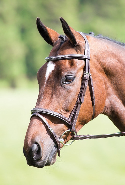 Avignon Padded Raised Flash Bridle