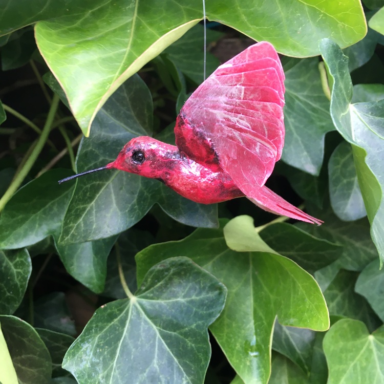 Kolibri röd