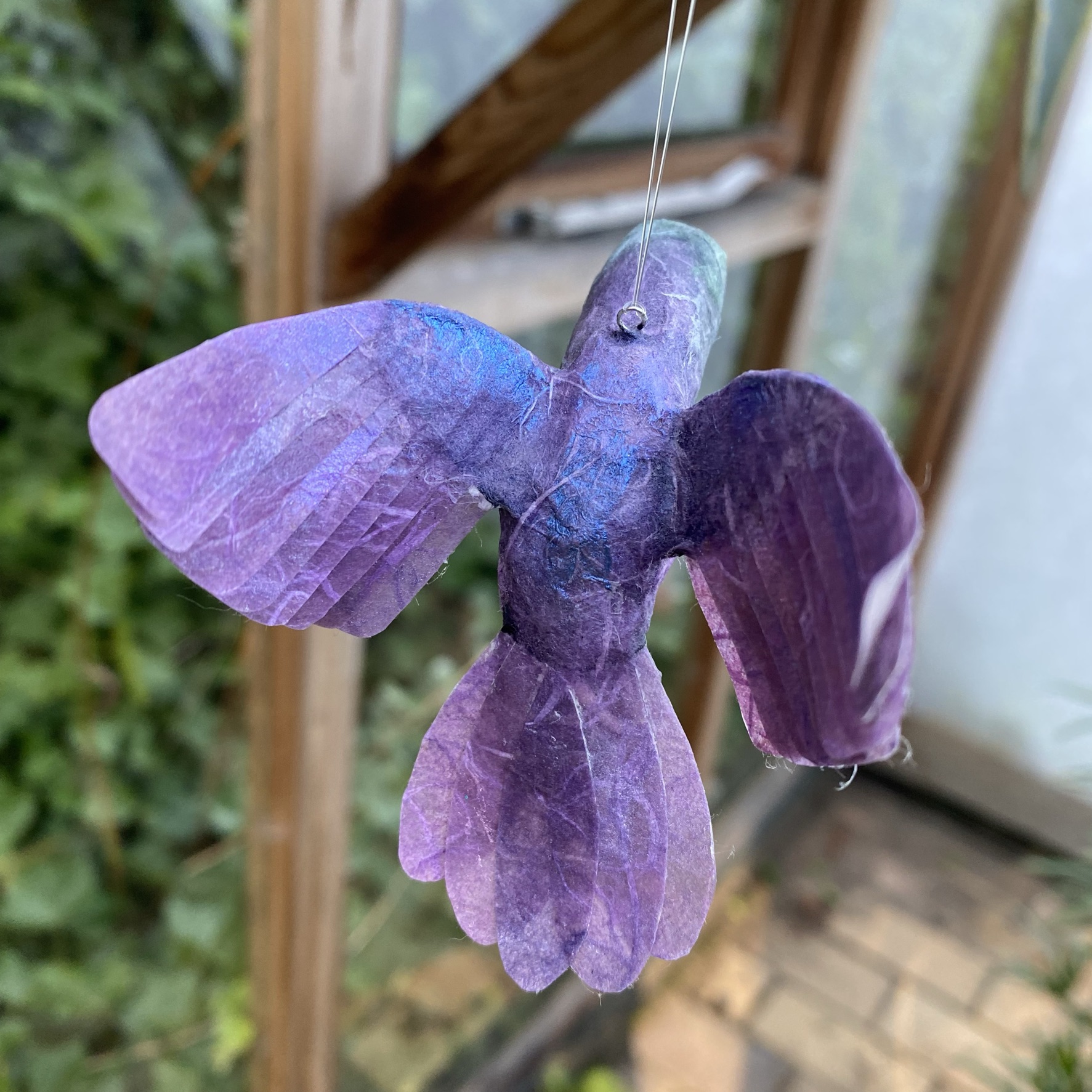Kolibri lila