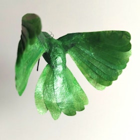 Kolibri grön