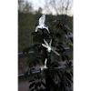 SOLCELLSPINNE FAIRIE