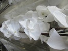 Dekorationsbelysning Magnolia, H 100 cm.