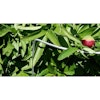 Buskstöd Nelson Garden Up Grow Grön 5mmX35cm, 10 st.