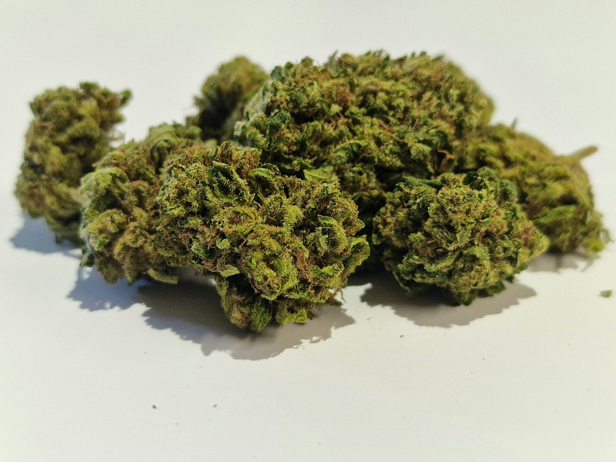 Hampablommor "Lemon Skunk"