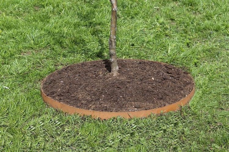 Trädringar av Corten 95 cm, svetsade