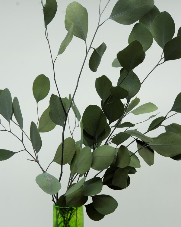 Eucalyptus Populus - Grön - Evighetsblommor