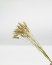 Lagurus - Naturell - Torkade blommor