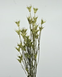 Nigella Orientalis - Naturell - Torkade blommor