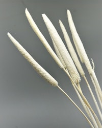 Babala - Blekt vit - Torkade blommor