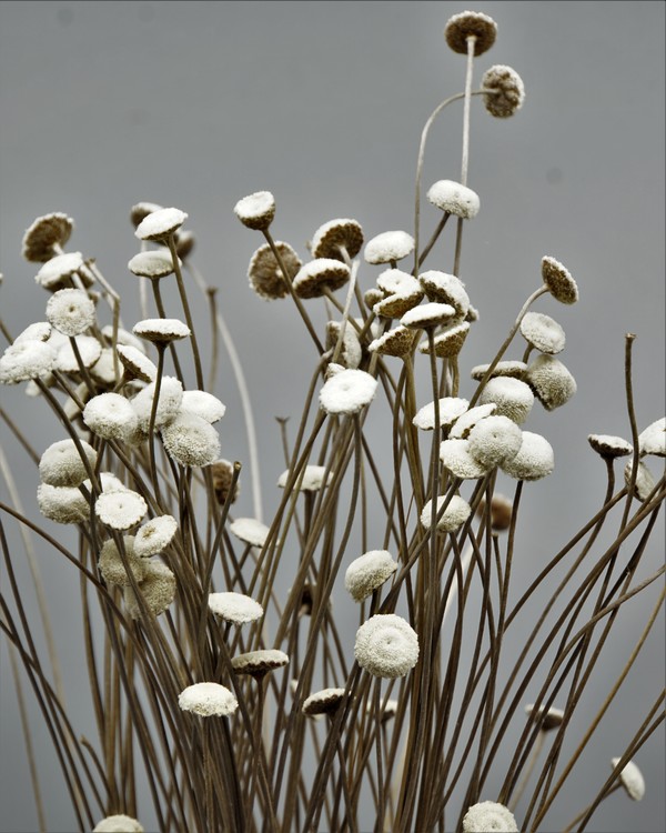Botao - Naturell - Torkade blommor