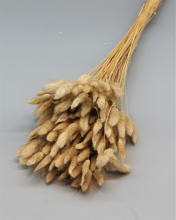 Lagurus 100 gram - Naturell - Torkade blommor