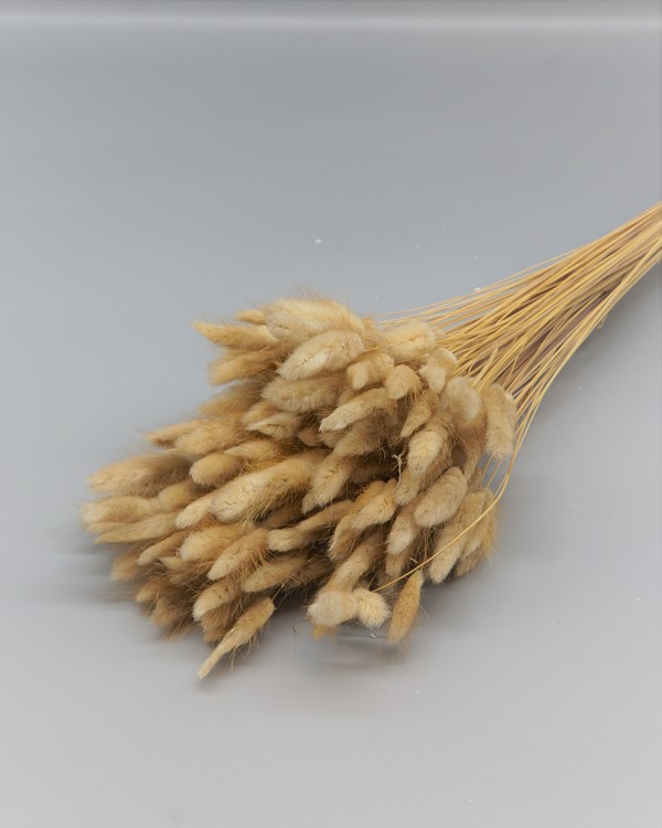 Lagurus 100 gram - Naturell - Torkade blommor