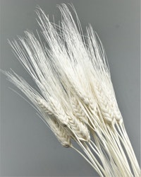 Triticum 100 gr. Blekt vit - Torkade blommor