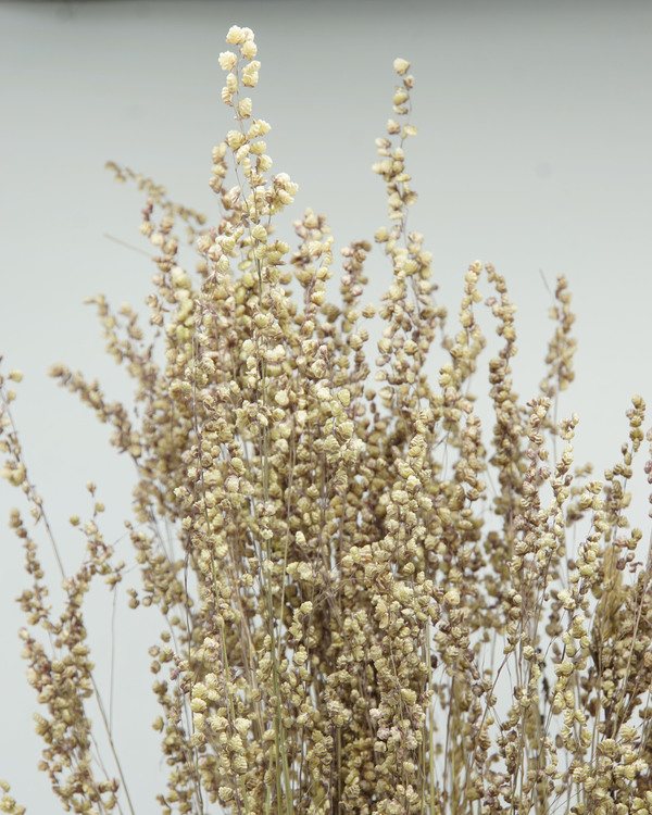 Briza Maxima mini - Naturell - Torkade blommor