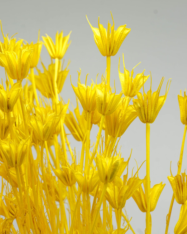 Nigella Orientalis - Blekt gul - Torkade blommor