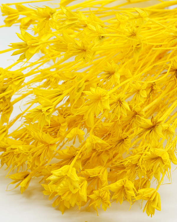 Nigella Orientalis - Blekt gul - Torkade blommor