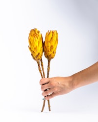 Protea Repens - Gul - Torkade blommor