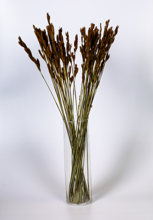 Thatch Reed - Naturell