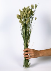 Phalaris - Naturell - Torkade blommor