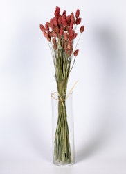 Phalaris - Rosa - Torkade blommor