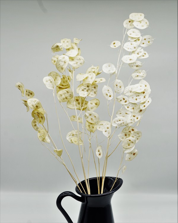 Lunaria Peeled - Vit - Torkade blommor