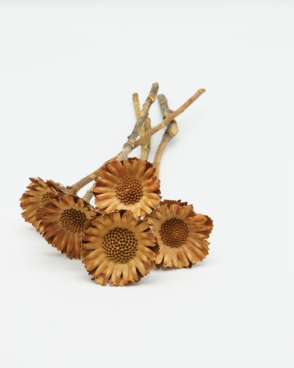 Protea Compacta 5 st- Naturell - Torkade blommor