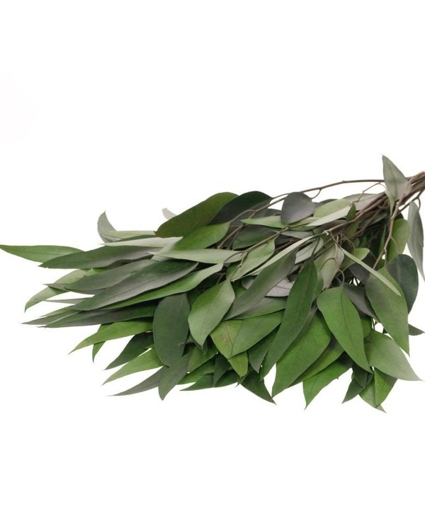 Eucalyptus Willow - Grön - Evighetsblommor