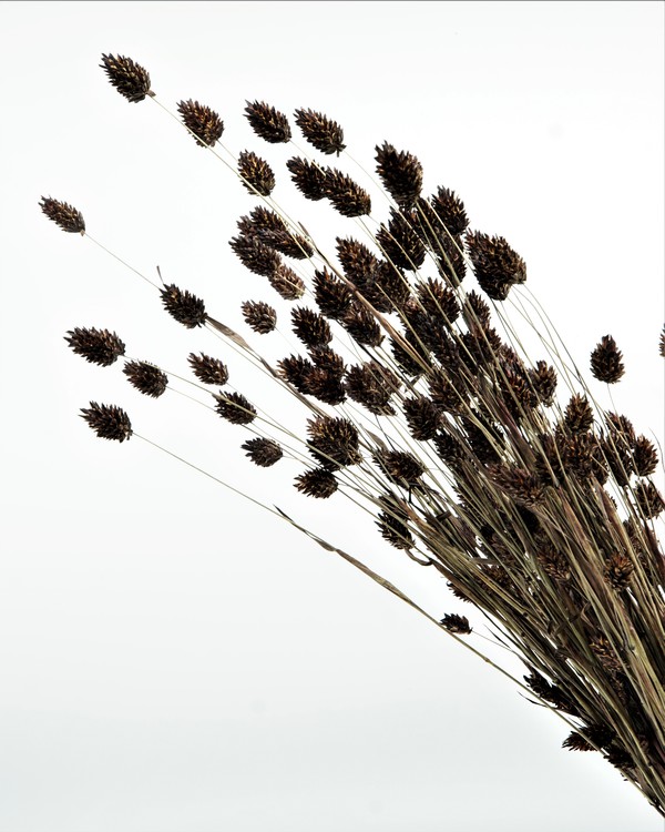Phalaris - Mörkbrun - Torkade blommor