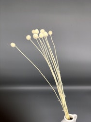 Craspedia/Solboll 10 st. - Blekt vit - Torkade blommor