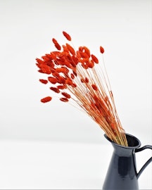 Phalaris - Röd - Torkade blommor