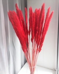 Mini fluffigt Pampasgräs - Blekt röd - 10 st.