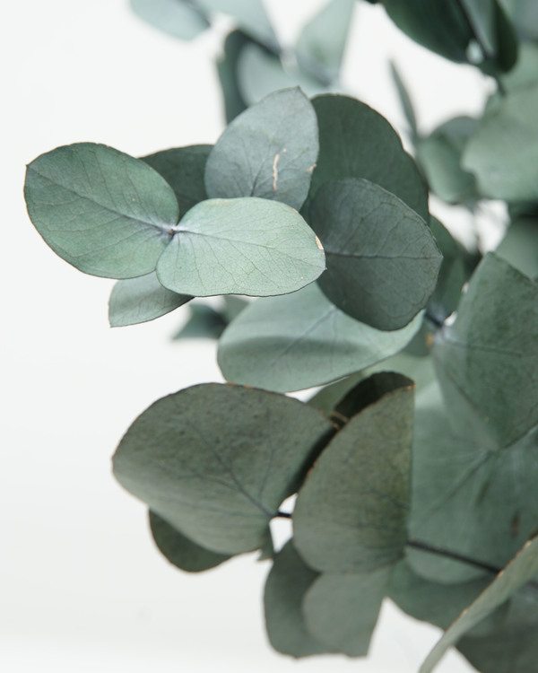 Eucalyptus cinerea - Mörk Grön - Evighetsblommor
