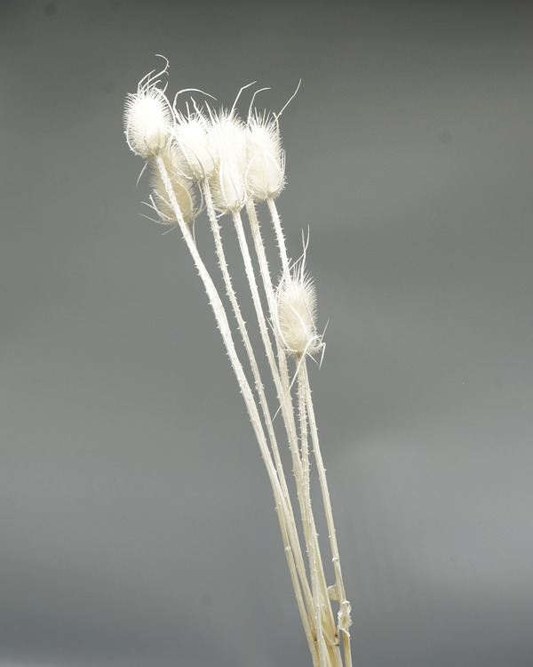 Cardoon Thistle - bleached - Torkade blommor