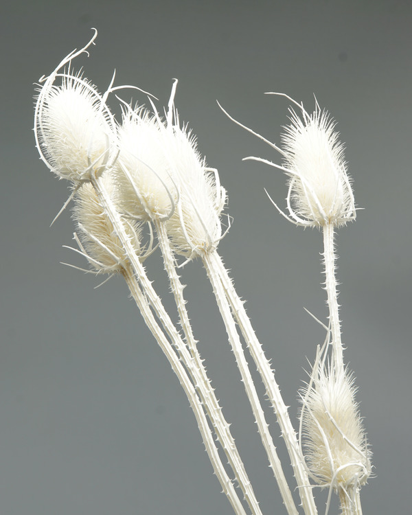 Cardoon Thistle - bleached - Torkade blommor