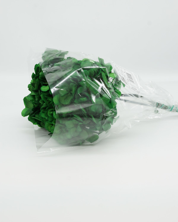 Konserverade Hydrangea - Grön - Evighetsblommor