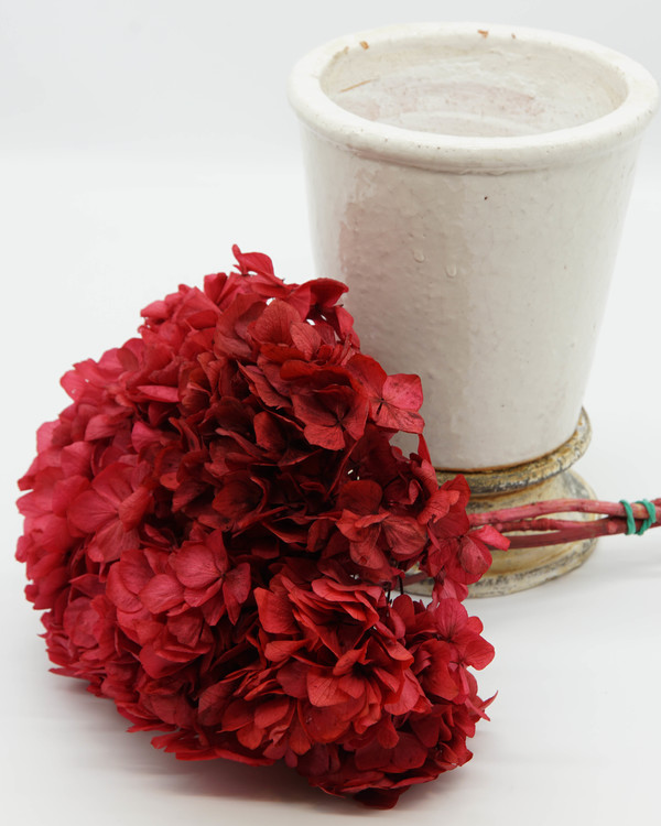 Konserverade Hydrangea - Rosa - Evighetsblommor