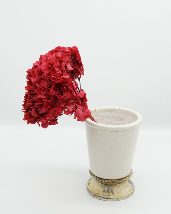 Konserverade Hydrangea - Rosa - Evighetsblommor
