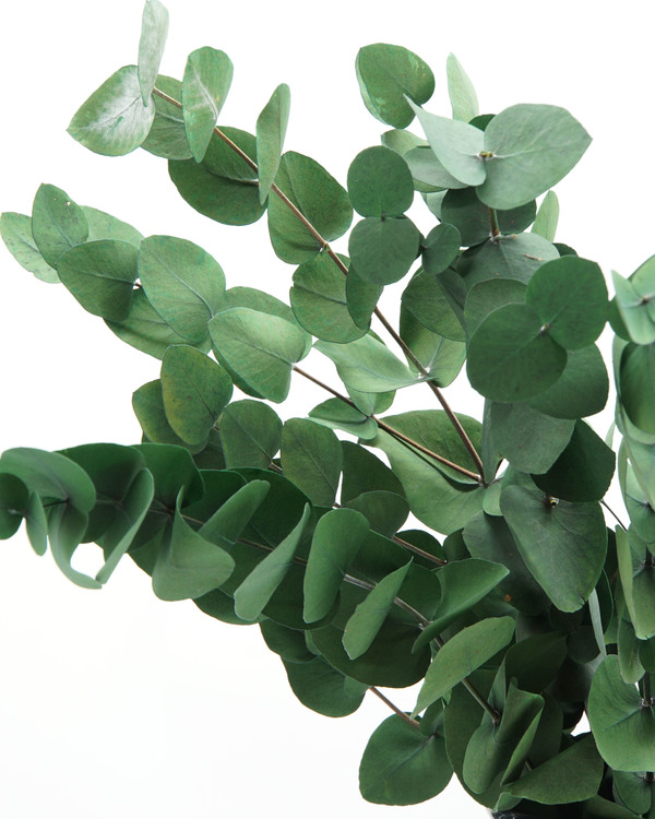 Eucalyptus cinerea - Grön - Evighetsblommor