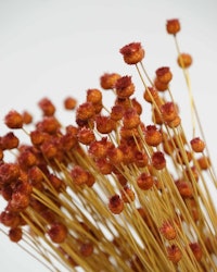 Jazilda - brun - Torkade blommor