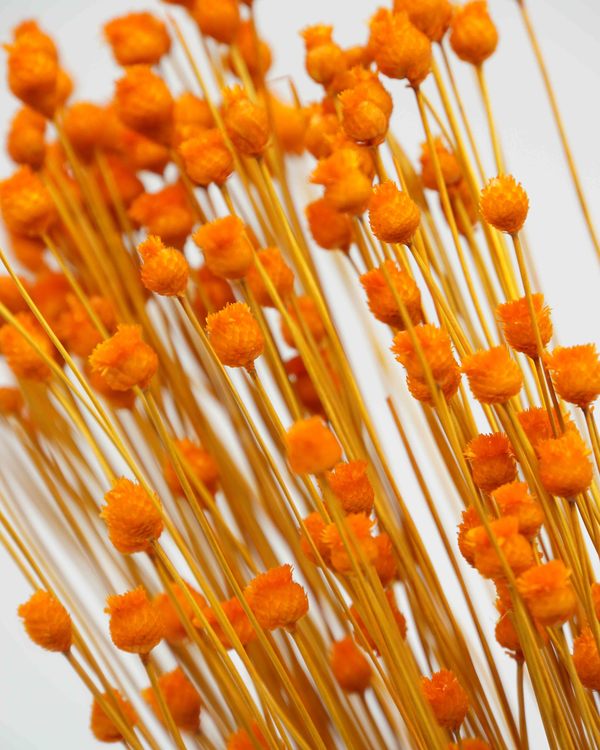 Jazilda - Orange - Torkade blommor