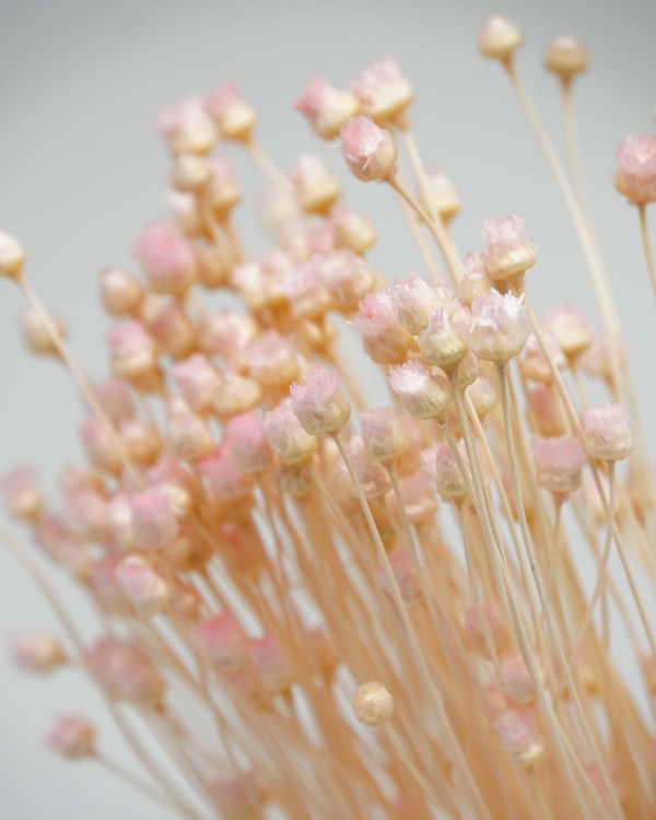 Jazilda - ljusrosa - Torkade blommor