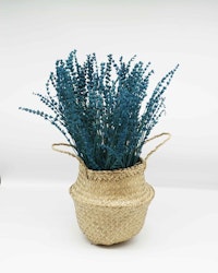 Konserverade Lavendel - Extra blå - Evighetsblommor
