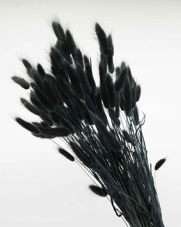 Lagurus - svart - Torkade blommor