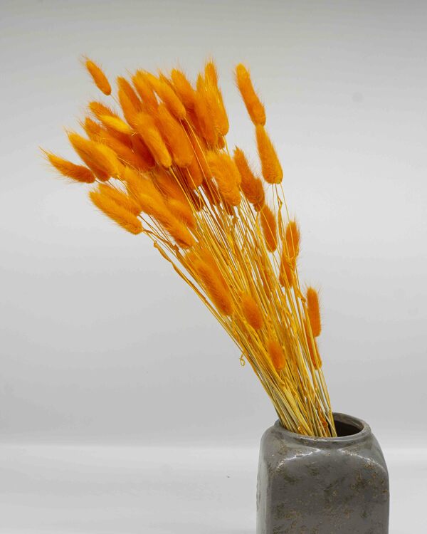 Lagurus - Orange - Torkade blommor