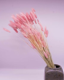 Lagurus - Rosa - Torkade blommor