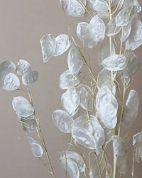 Lunaria Peeled - Vit - Torkade blommor