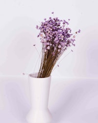 Glixia - lila - Torkade blommor