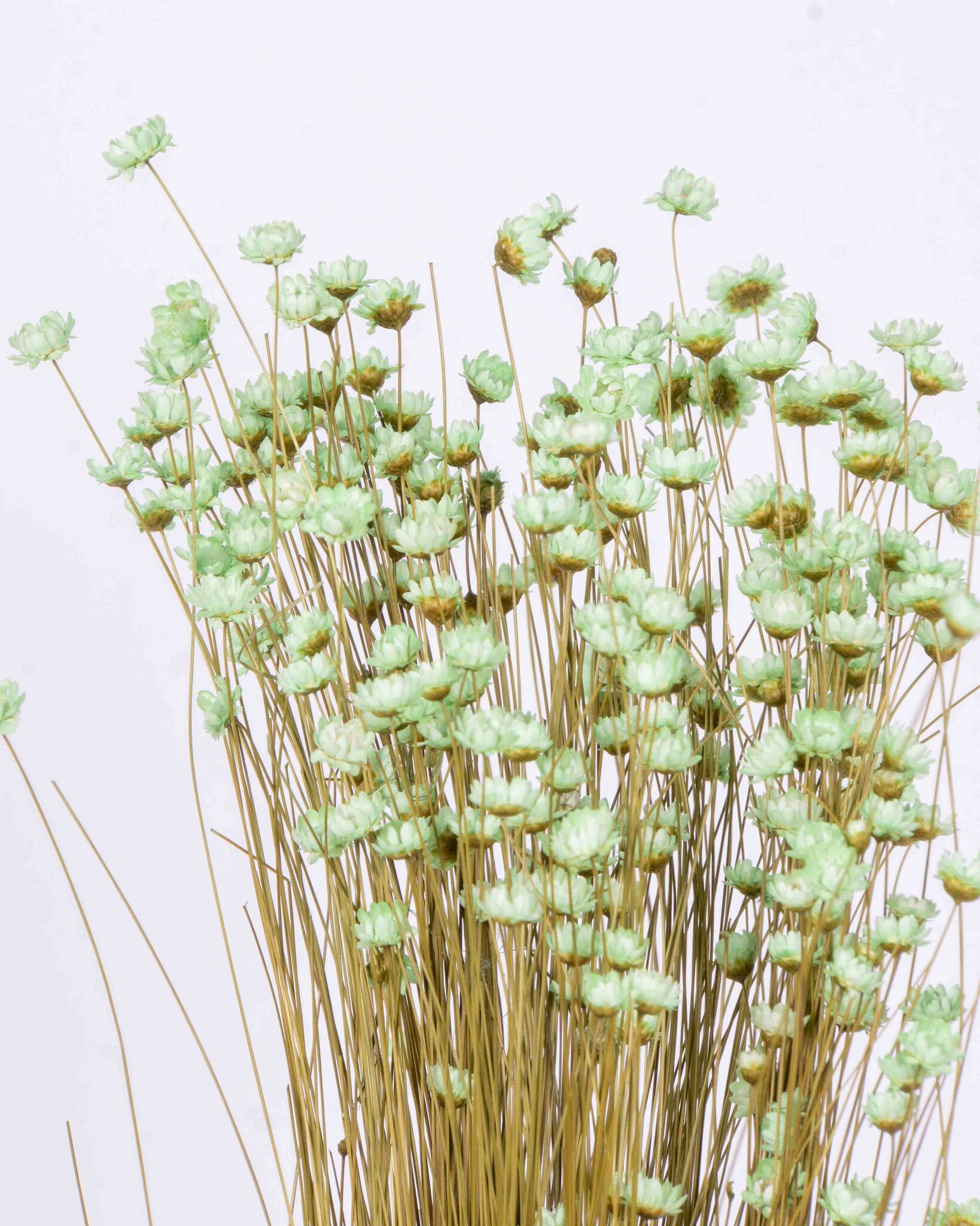 Glixia - Mint grön - Torkade blommor