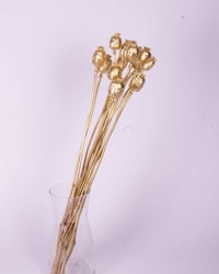 Vallmo - Guld - Torkade blommor