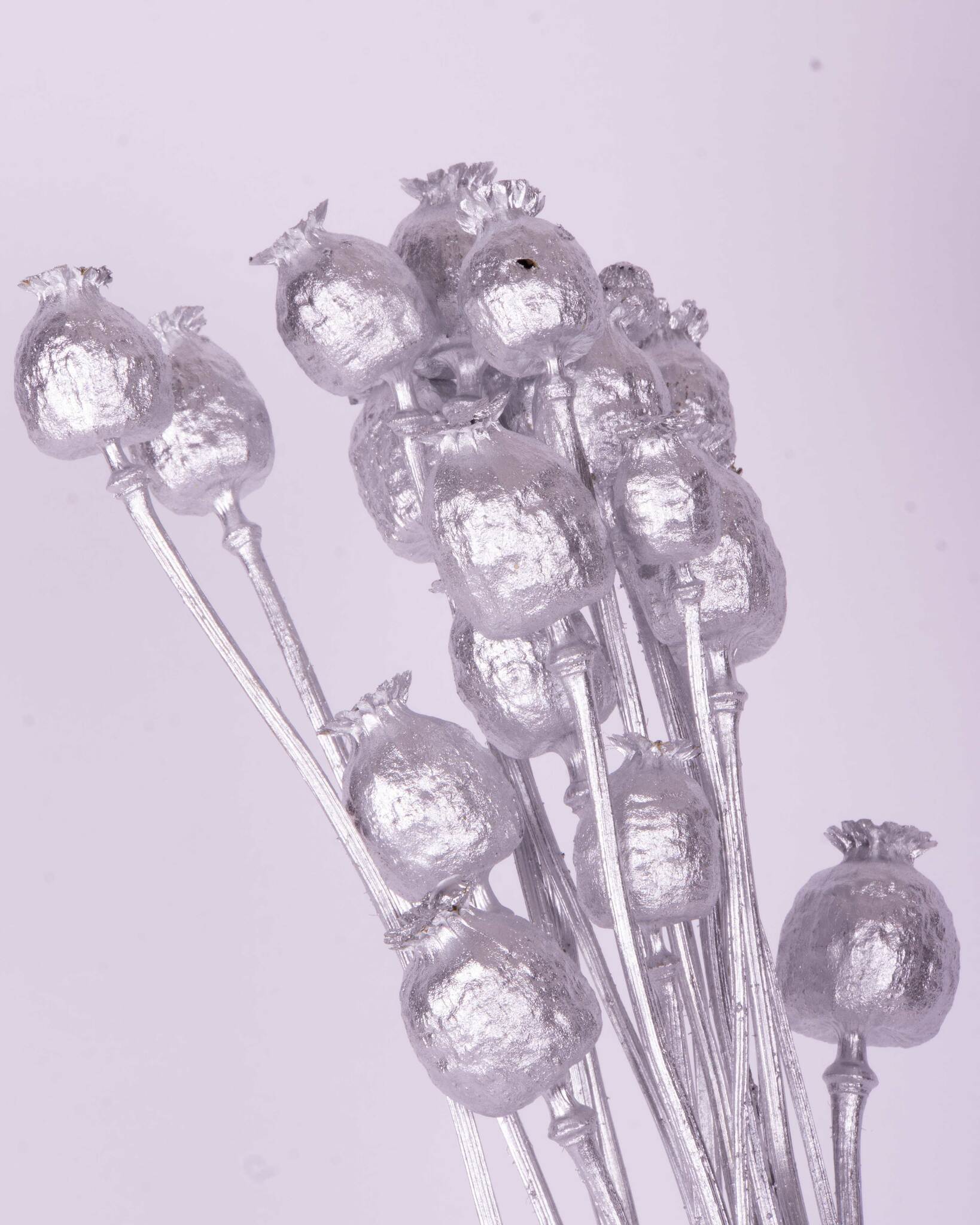 Vallmo - Silver - Torkade blommor